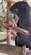 Load and play video in Gallery viewer, Big Foot Toy
